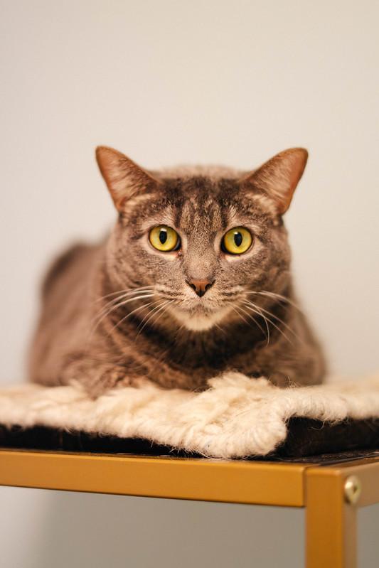 Enlarge Biscuits, a ADOPTABLE Domestic Short Hair in Chicago, IL image 5/6