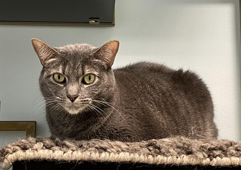 Enlarge Biscuits, a ADOPTABLE Domestic Short Hair in Chicago, IL image 3/6