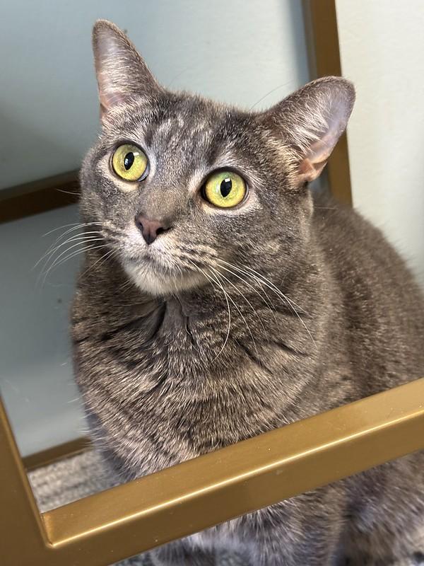 Enlarge Biscuits, a ADOPTABLE Domestic Short Hair in Chicago, IL image 4/6