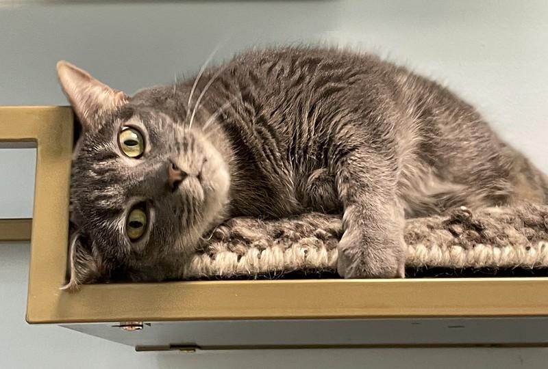 Enlarge Biscuits, a ADOPTABLE Domestic Short Hair in Chicago, IL image 6/6