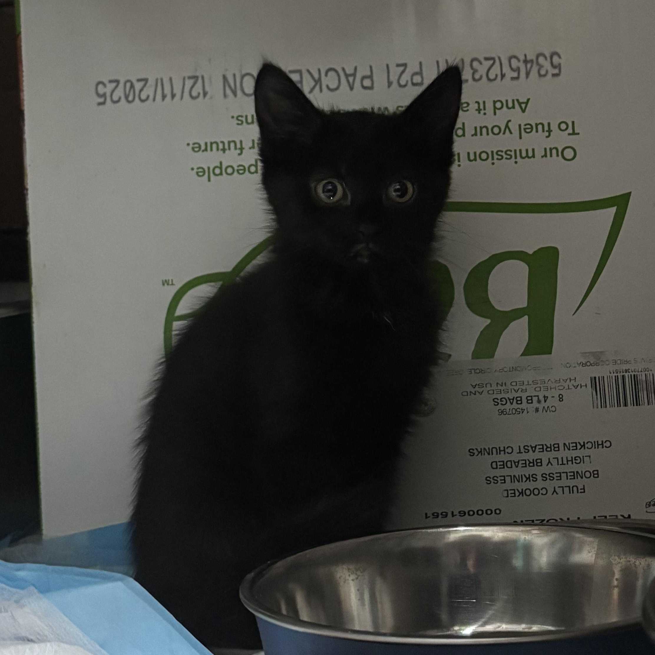 Clubs & Diamond, adopted, Kitten Male Domestic Long Hair.