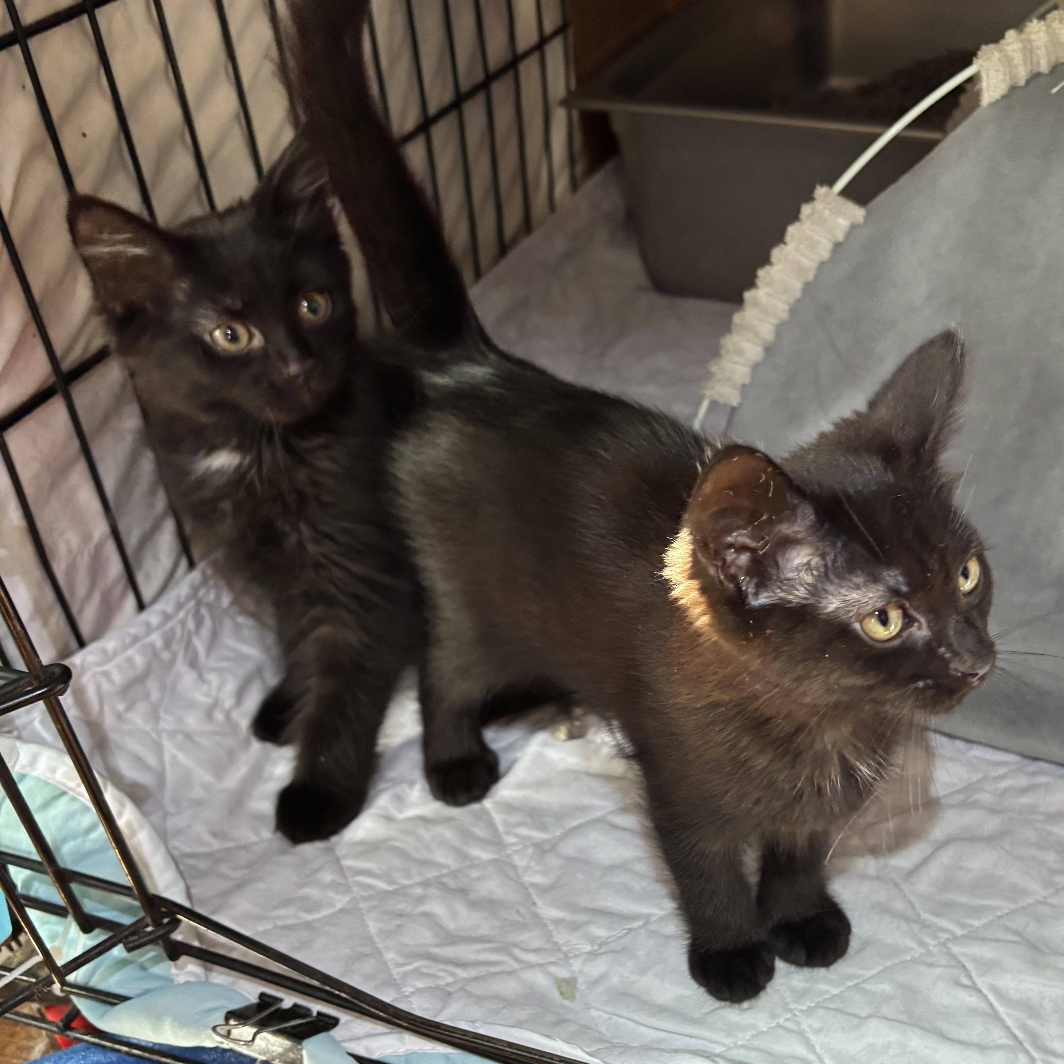Clubs & Diamond, an adopted Domestic Long Hair in Pittsburgh, PA image 3/4