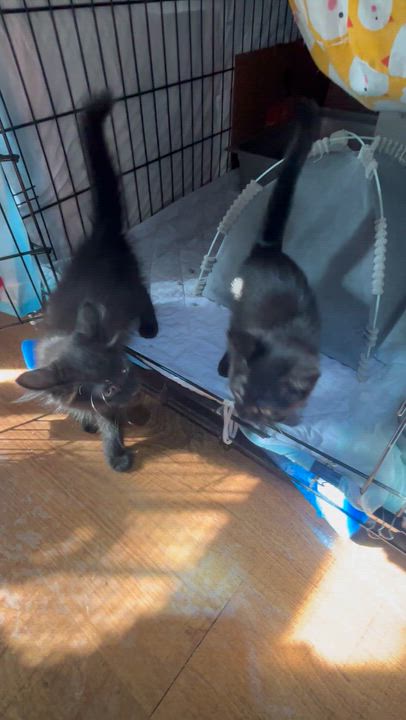 Enlarge Clubs & Diamond, an adopted Domestic Long Hair in Pittsburgh, PA video 4/4