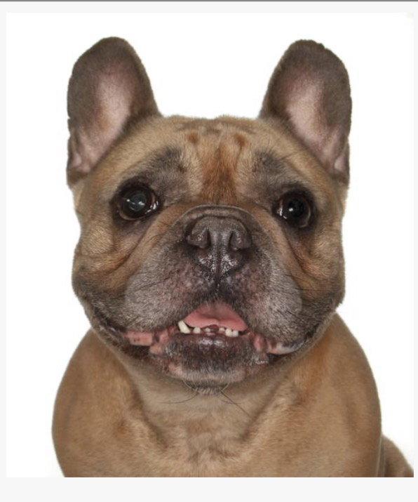 Fiona, Adoptable, Young Female French Bulldog.