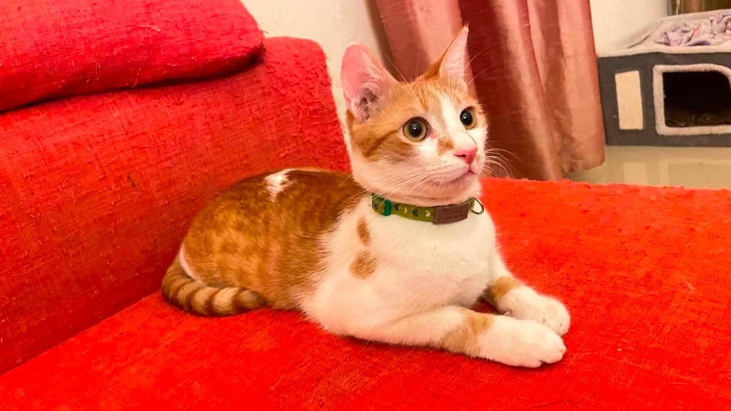 Mimi, Adoptable, Kitten Male Domestic Short Hair.