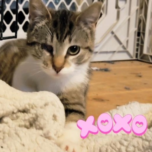 Enlarge Kimiko, a ADOPTABLE Domestic Short Hair in Hudsonville, MI image 2/5