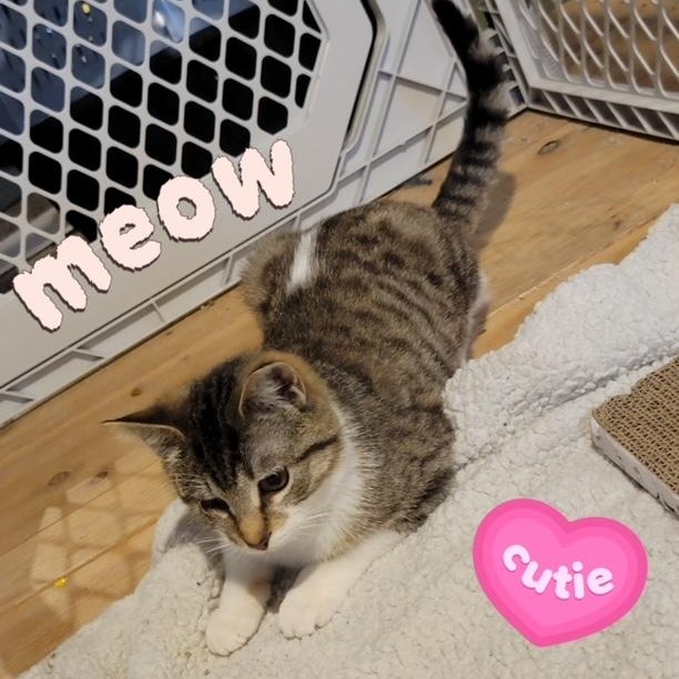 Enlarge Kimiko, a ADOPTABLE Domestic Short Hair in Hudsonville, MI image 3/5