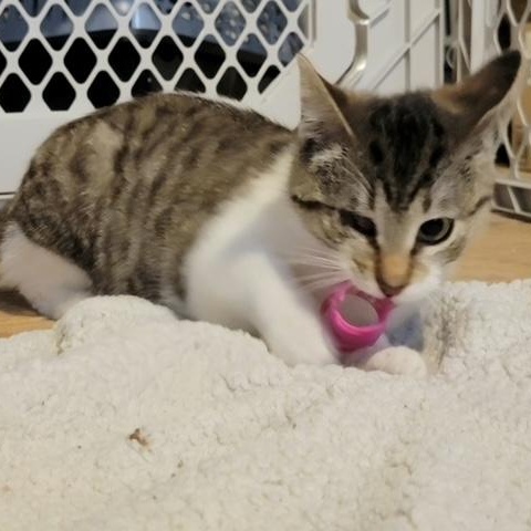 Enlarge Kimiko, a ADOPTABLE Domestic Short Hair in Hudsonville, MI image 5/5