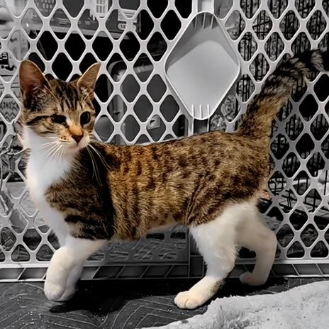 Kimiko, ADOPTABLE, Kitten Male Domestic Short Hair.