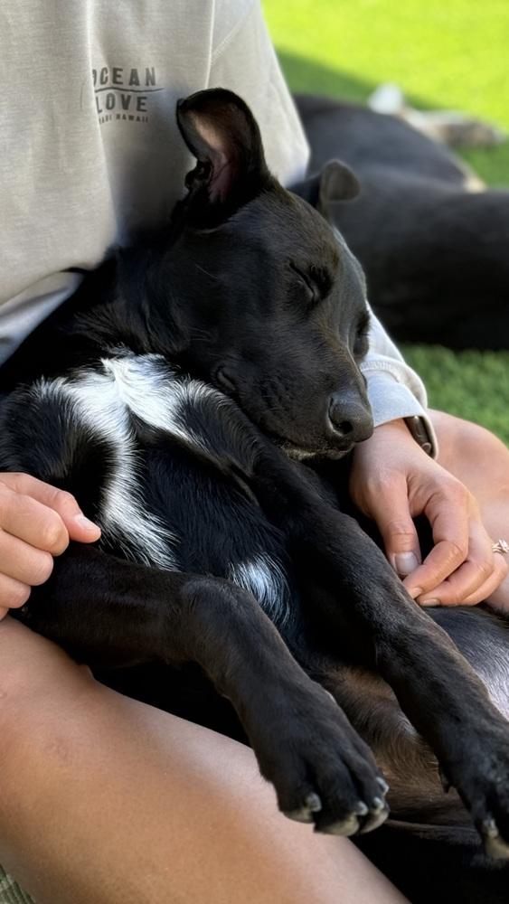 Enlarge Billy Boy, a Adopted mixed breed in Escondido, CA image 1/5