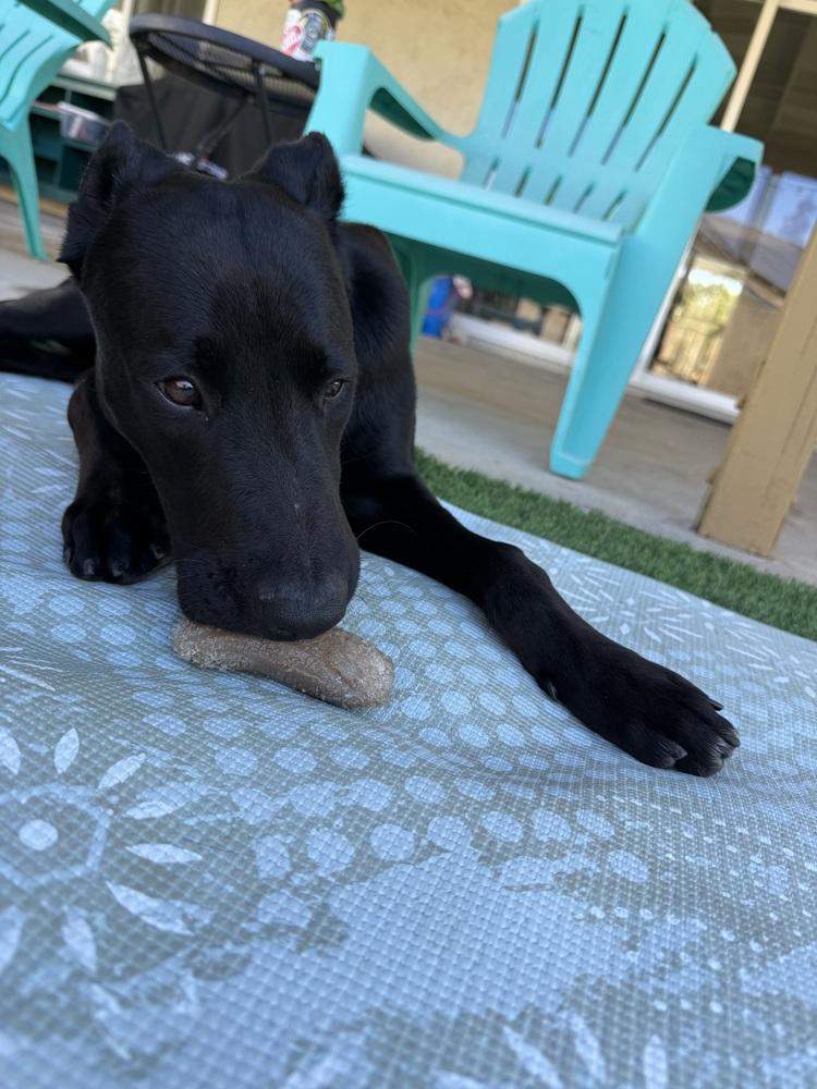 Enlarge Billy Boy, a Adopted mixed breed in Escondido, CA image 2/5