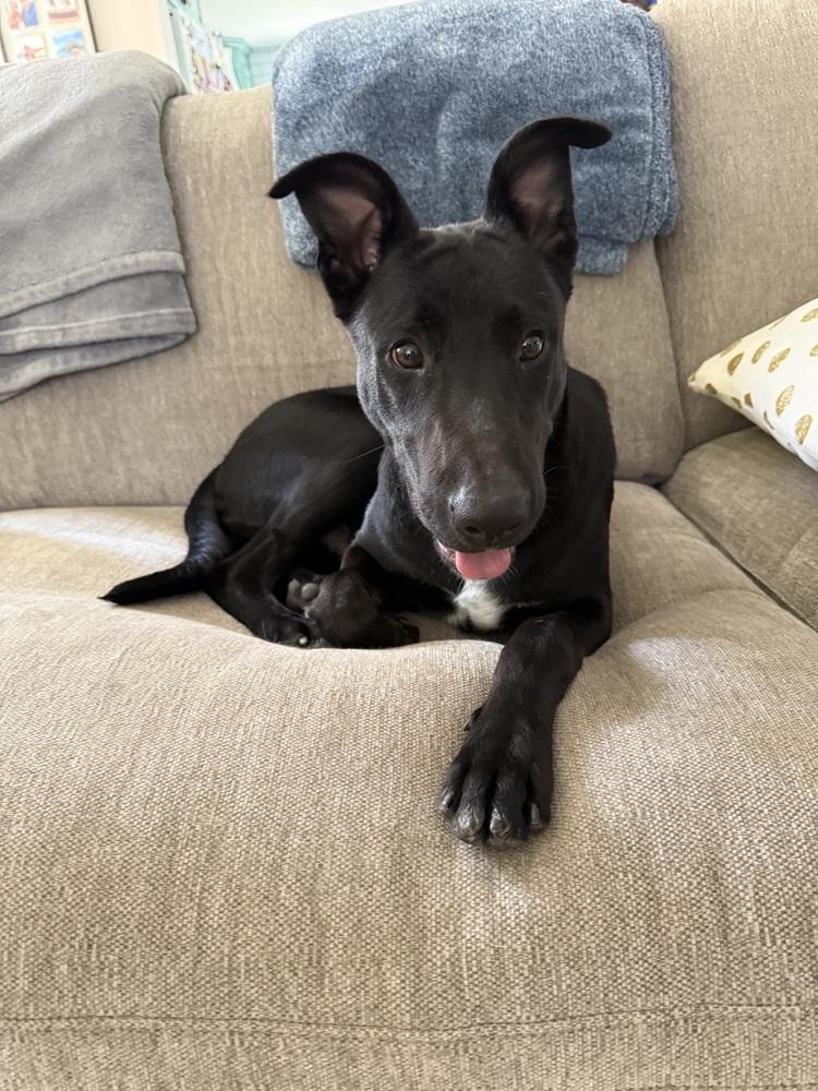 Enlarge Billy Boy, a Adopted mixed breed in Escondido, CA image 3/5