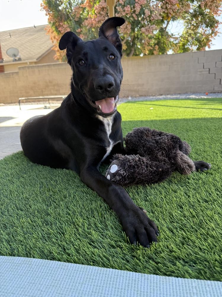 Enlarge Billy Boy, a Adopted mixed breed in Escondido, CA image 4/5
