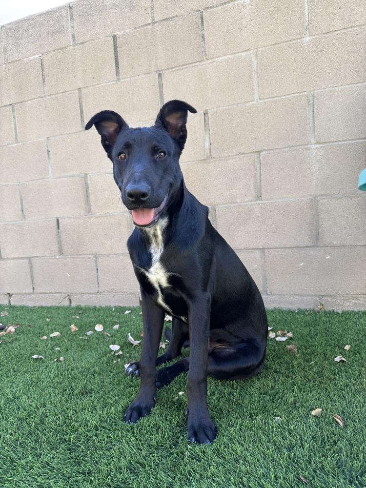 Enlarge Billy Boy, a Adopted mixed breed in Escondido, CA image 5/5