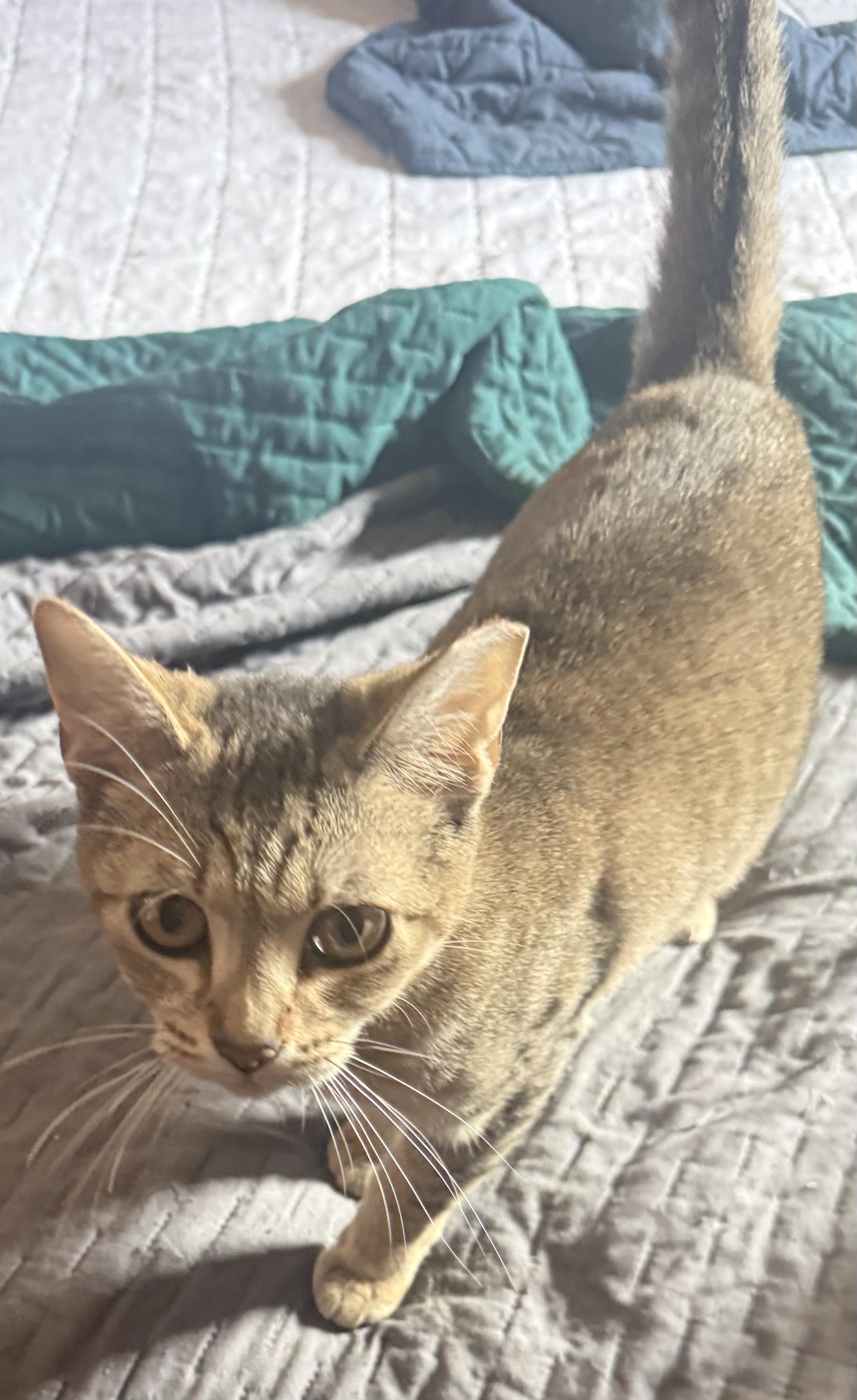 Enlarge Posh, a ADOPTABLE mixed breed in South San Francisco, CA image 1/1