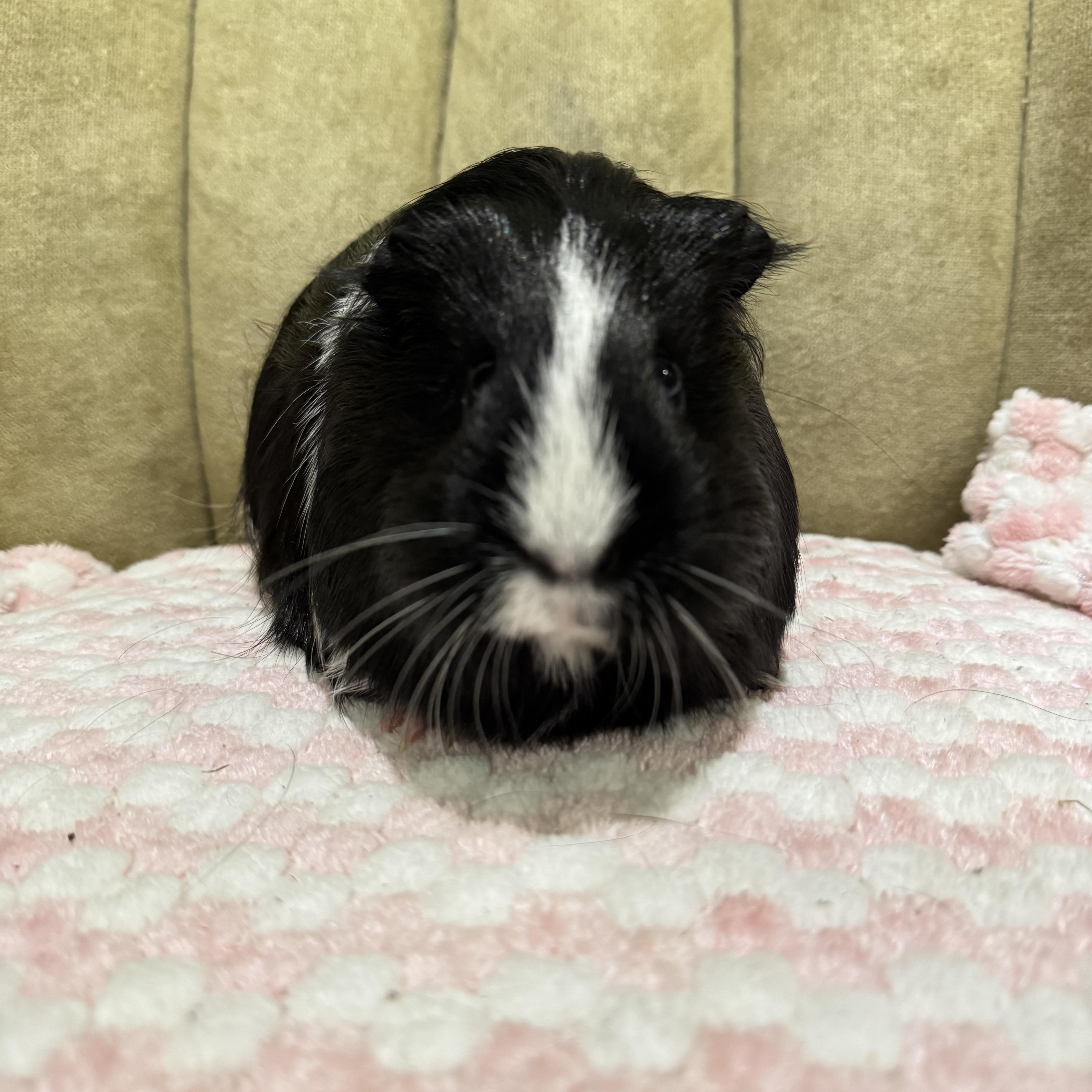 Moo Moo, an adopted Guinea Pig in Walnut Grove, CA image 2/2
