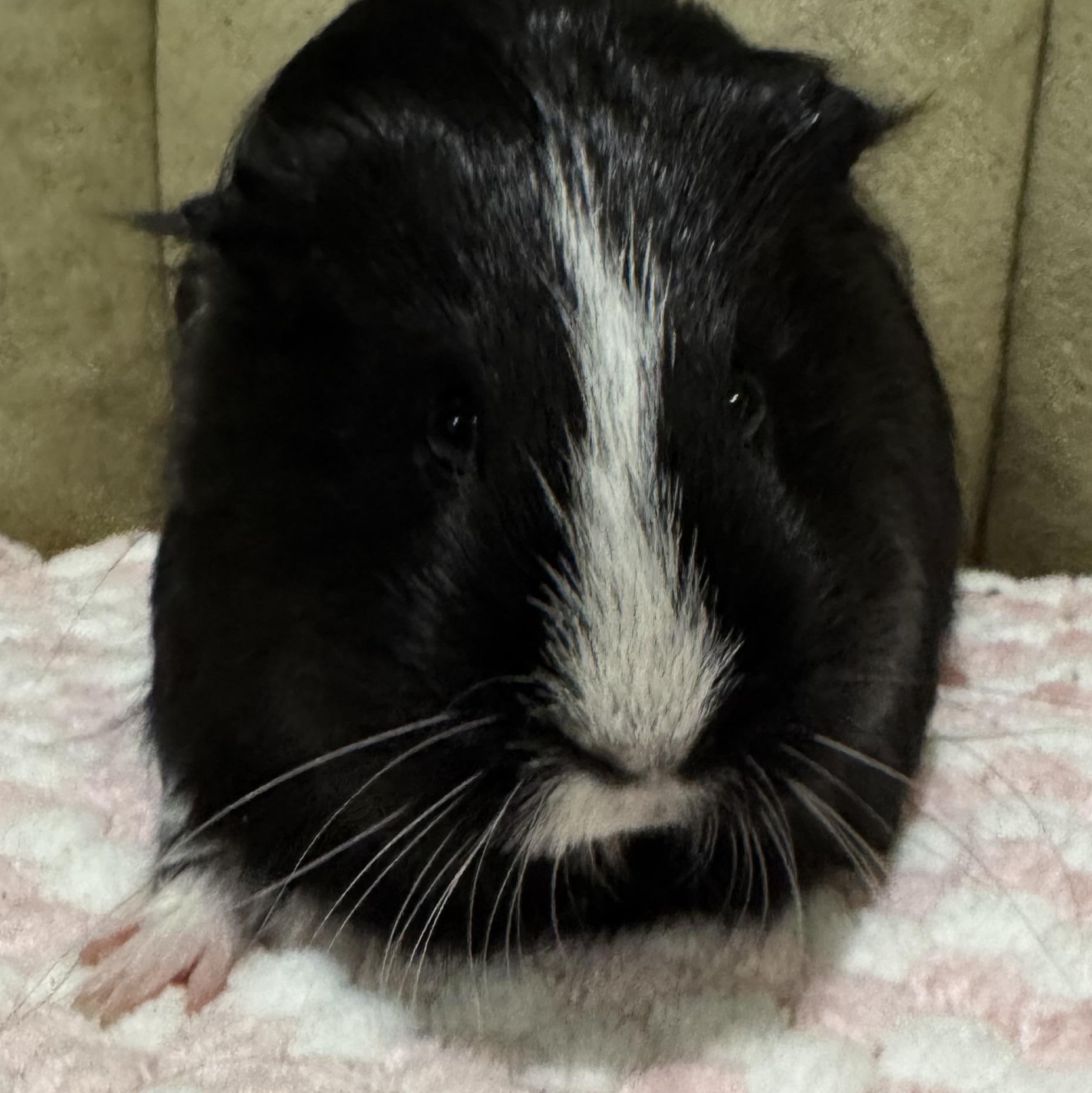 Moo Moo, an adopted Guinea Pig in Walnut Grove, CA image 1/2
