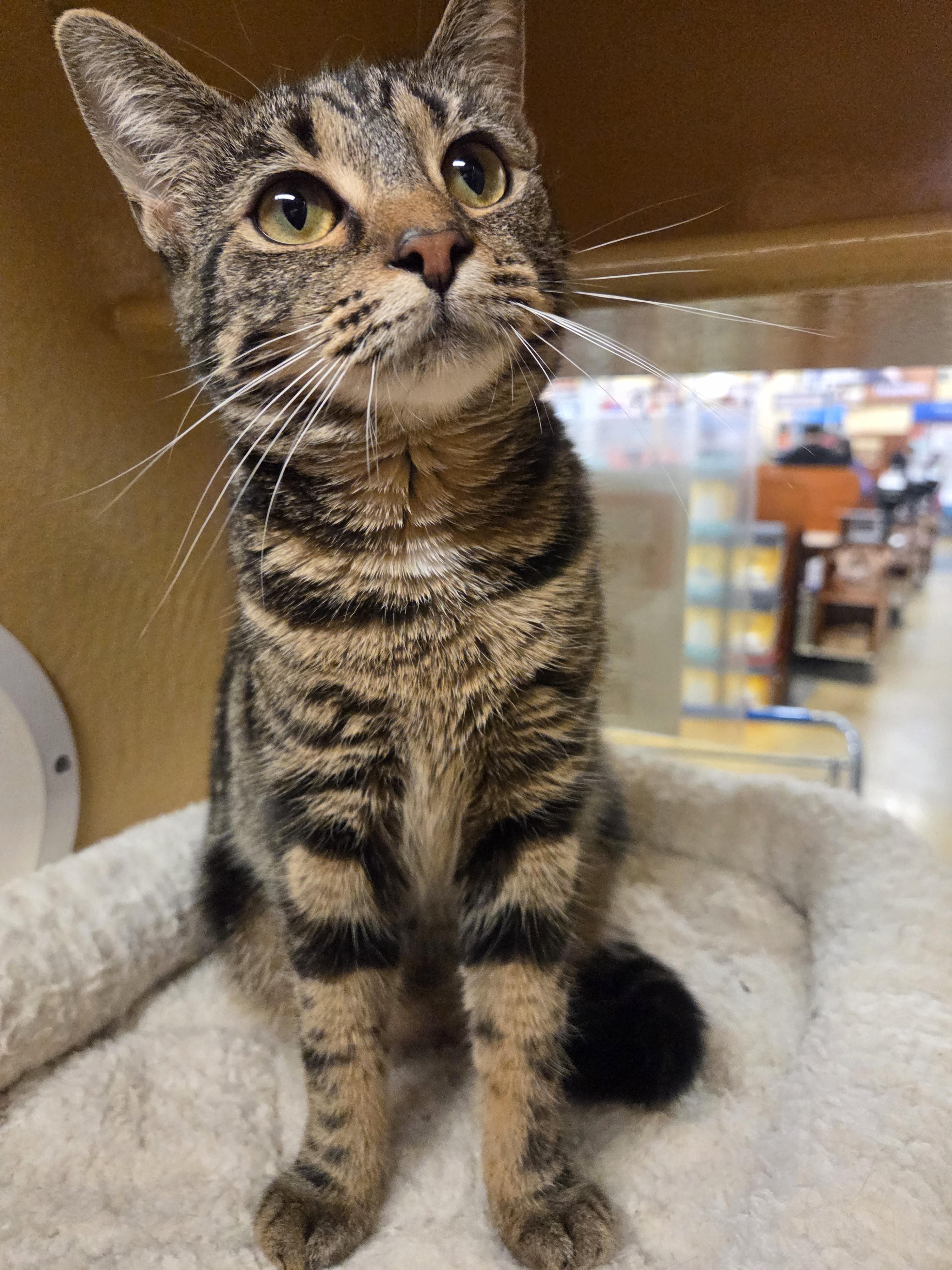Enlarge Piper , an adopted Domestic Short Hair in Fairfax, VA image 3/5