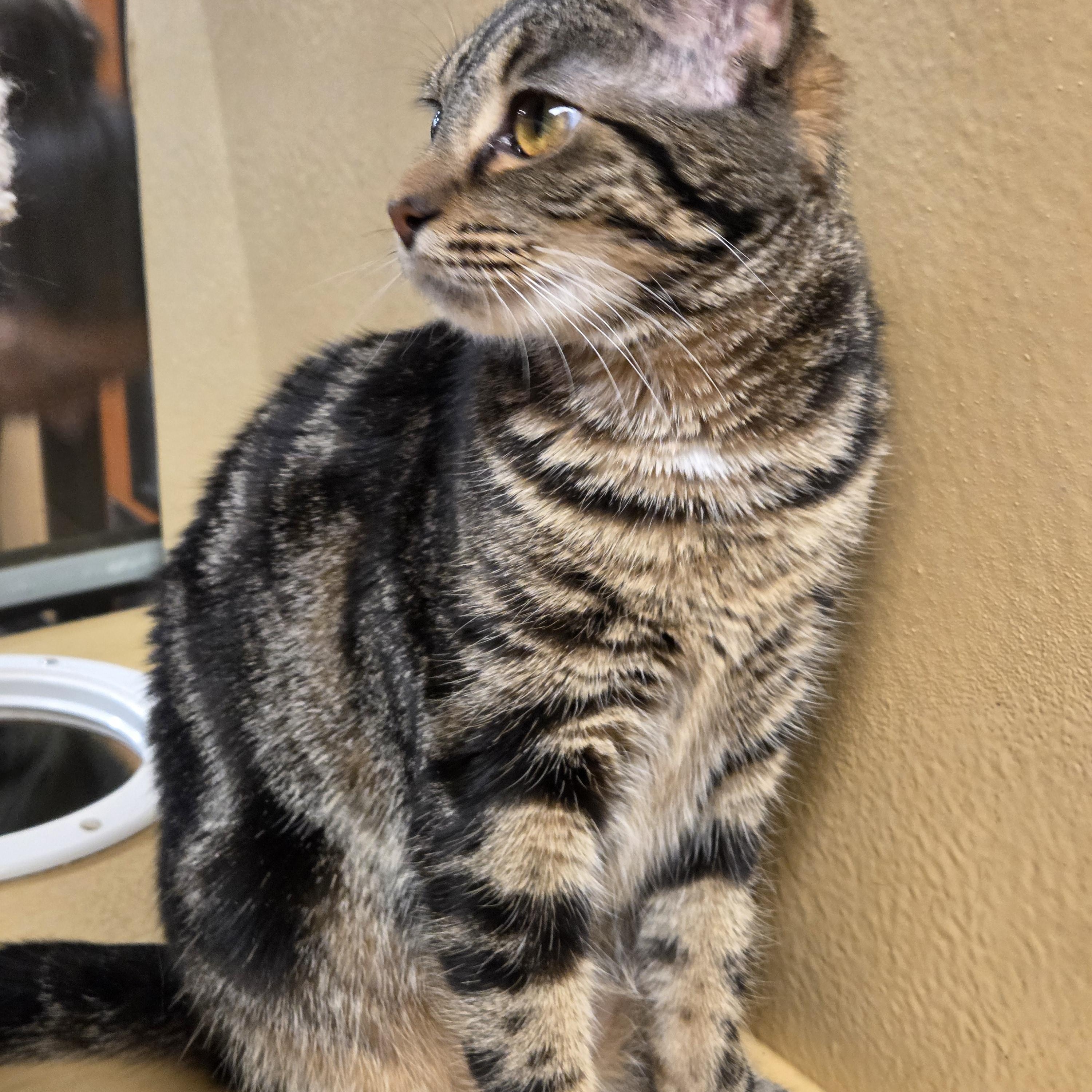 Enlarge Piper , an adopted Domestic Short Hair in Fairfax, VA image 2/5