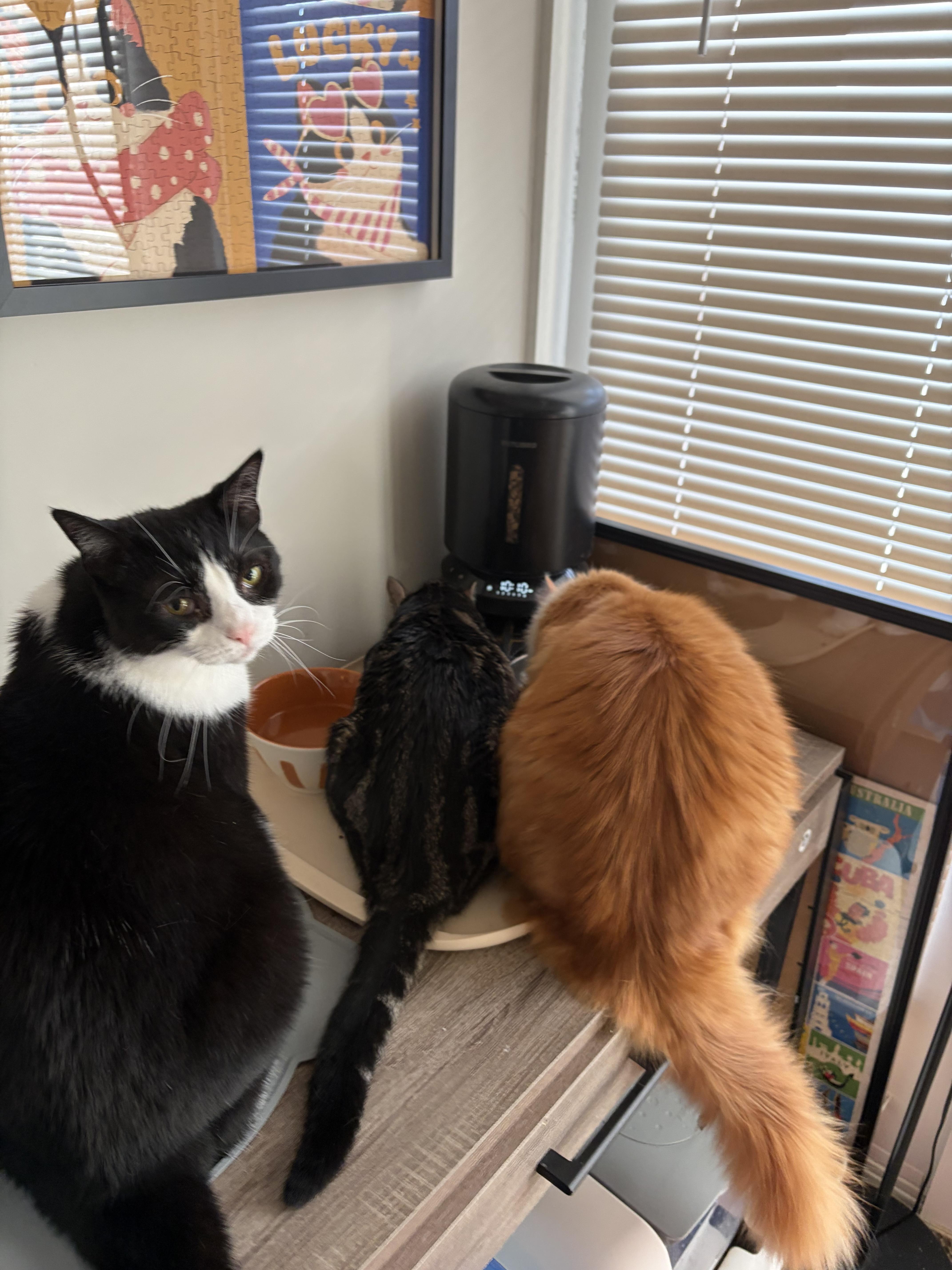 Enlarge Piper , an adopted Domestic Short Hair in Fairfax, VA image 5/5