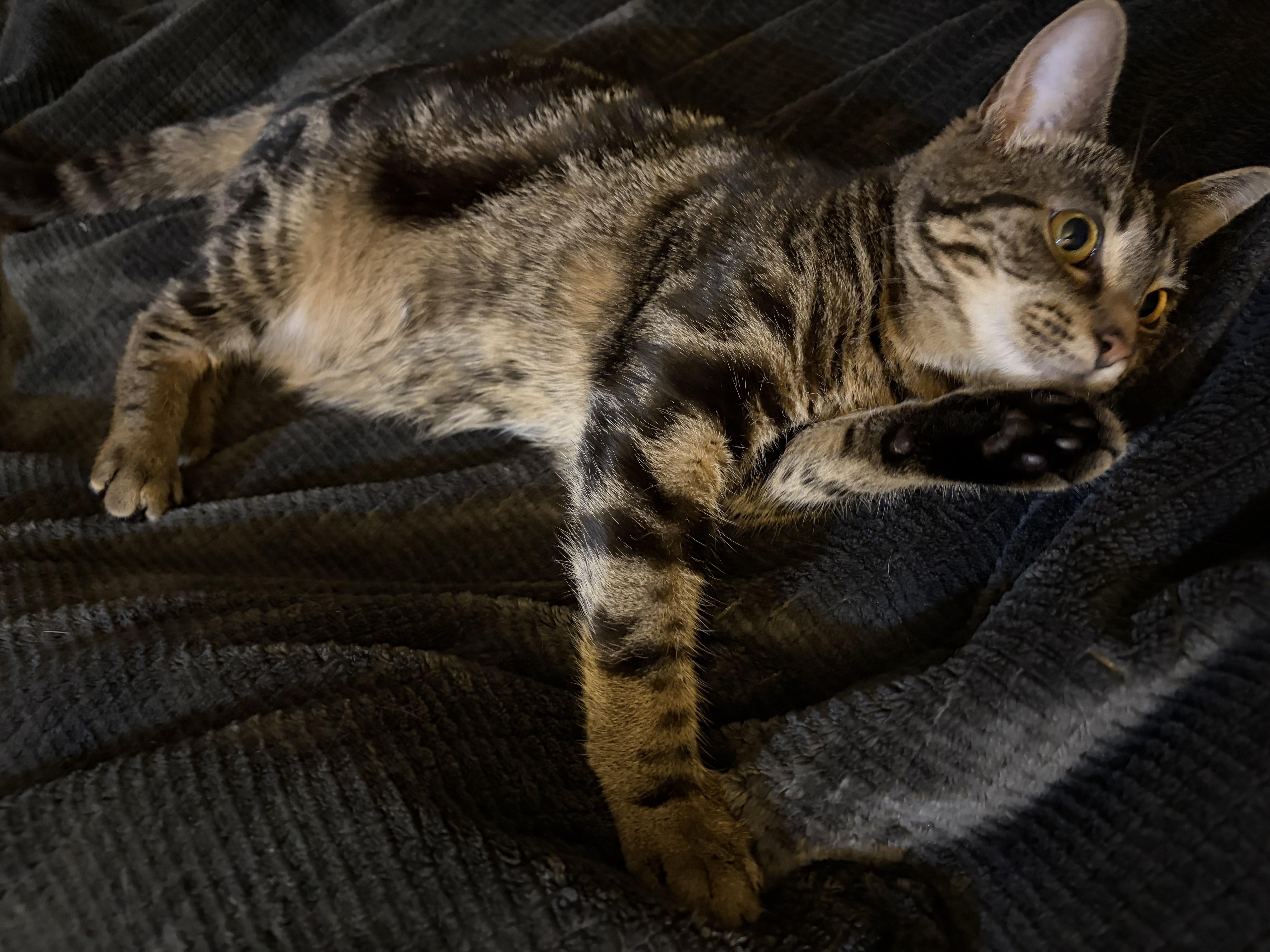 Enlarge Piper , an adopted Domestic Short Hair in Fairfax, VA image 4/5