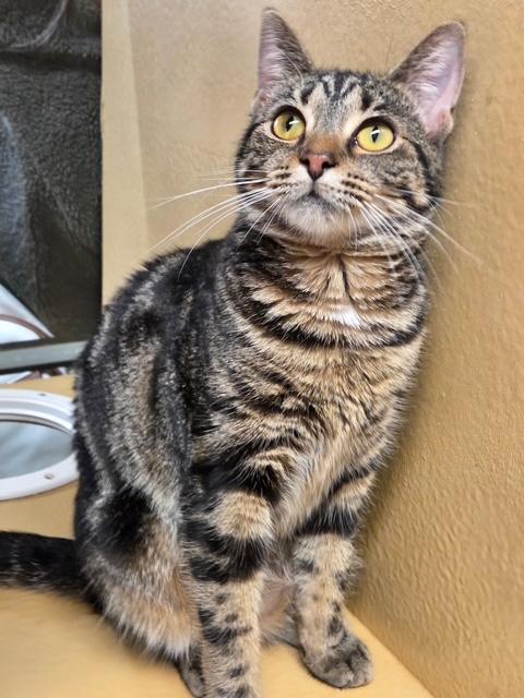 Enlarge Piper , an adopted Domestic Short Hair in Fairfax, VA image 1/5