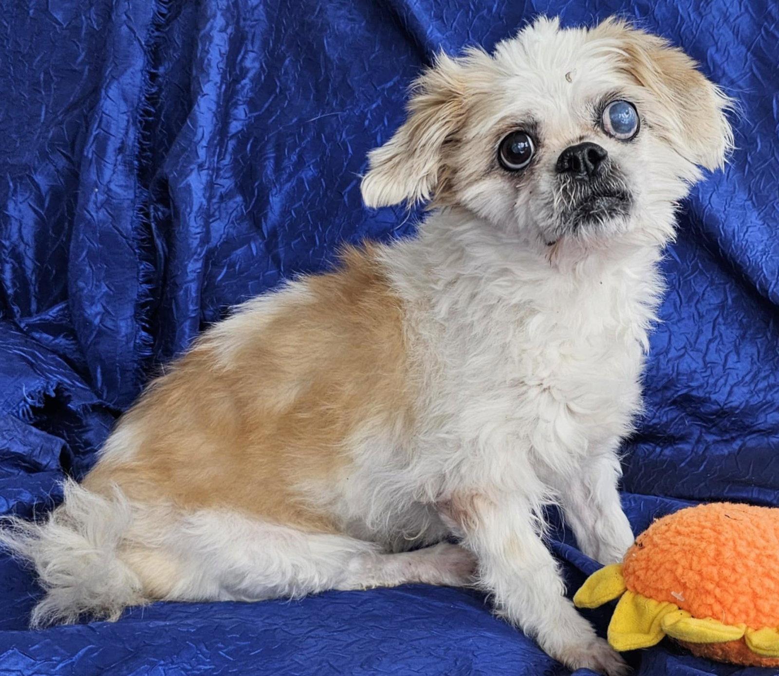 Sophie Tzu, Adopted, Senior Female Shih Tzu.