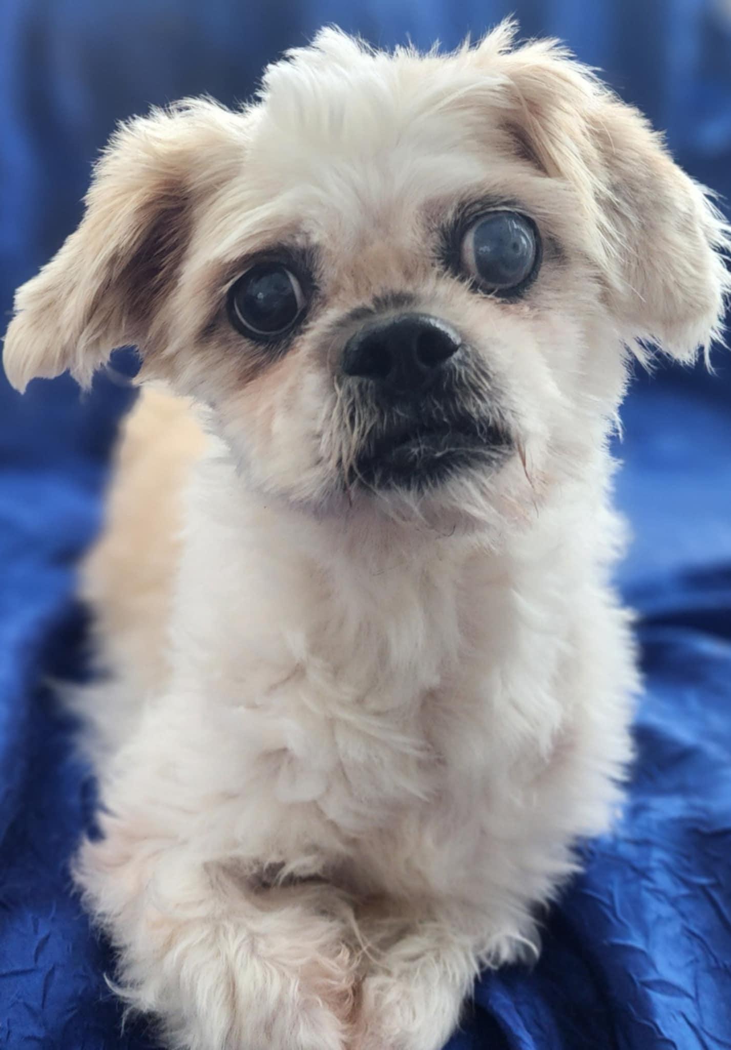 Enlarge Sophie Tzu, a Adopted Shih Tzu in Cuba, NY image 2/3