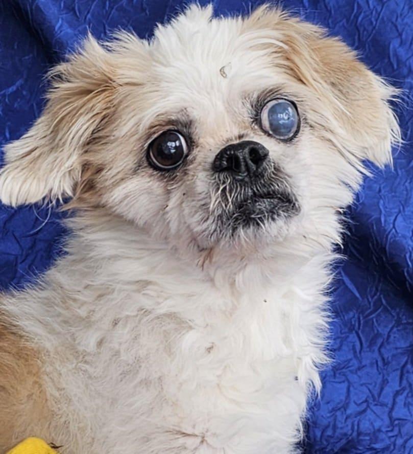 Enlarge Sophie Tzu, a Adopted Shih Tzu in Cuba, NY image 3/3
