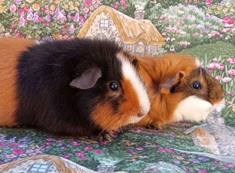 Enlarge Oopsie/Daisy, an adopted mixed breed in Goleta, CA image 1/2