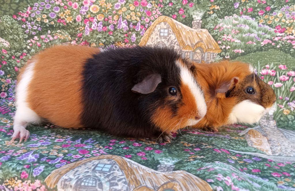 Enlarge Oopsie/Daisy, an adopted mixed breed in Goleta, CA image 2/2