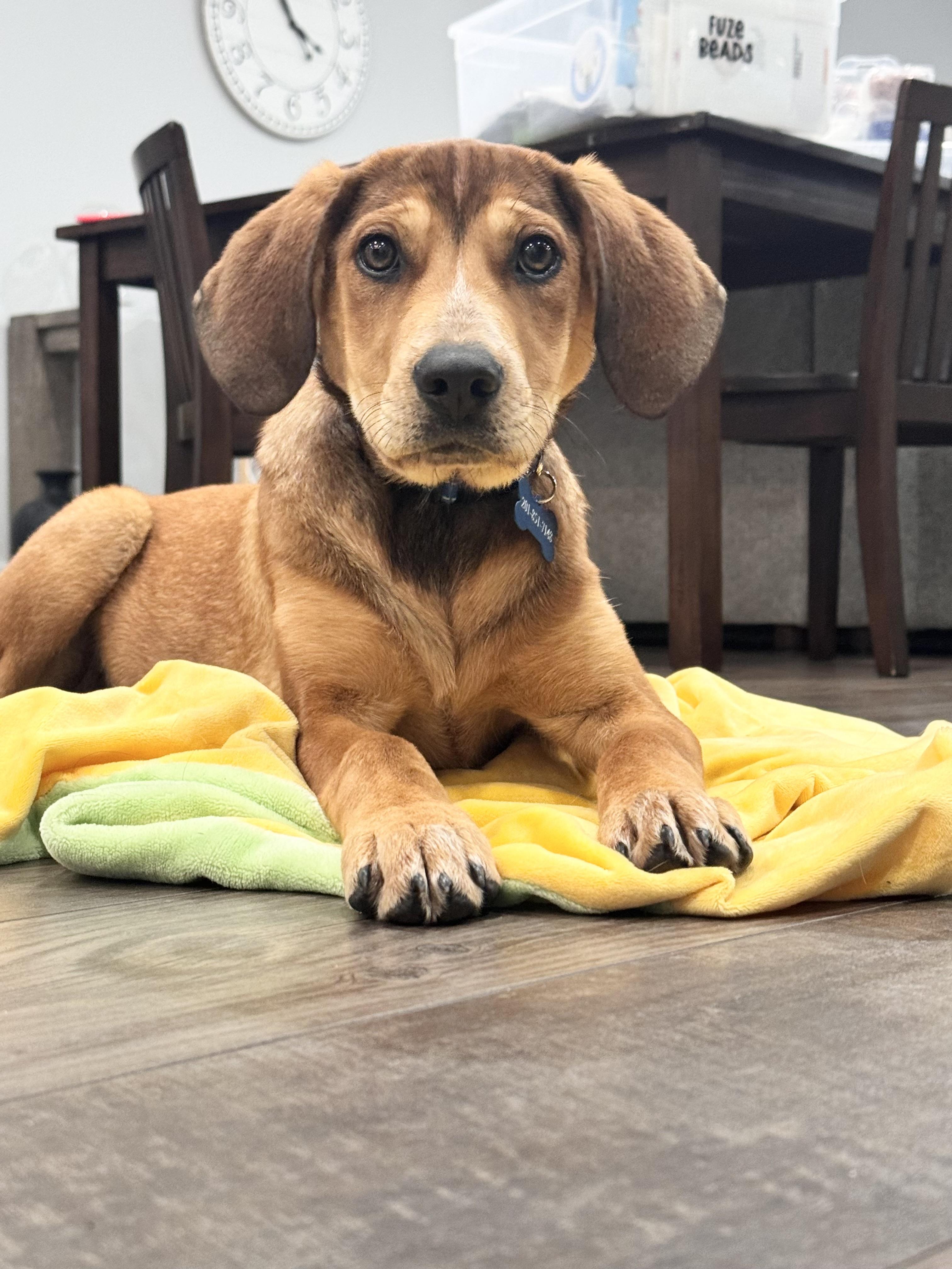 ABIGAIL, a ADOPTABLE mixed breed in Dumont, NJ image 2/6