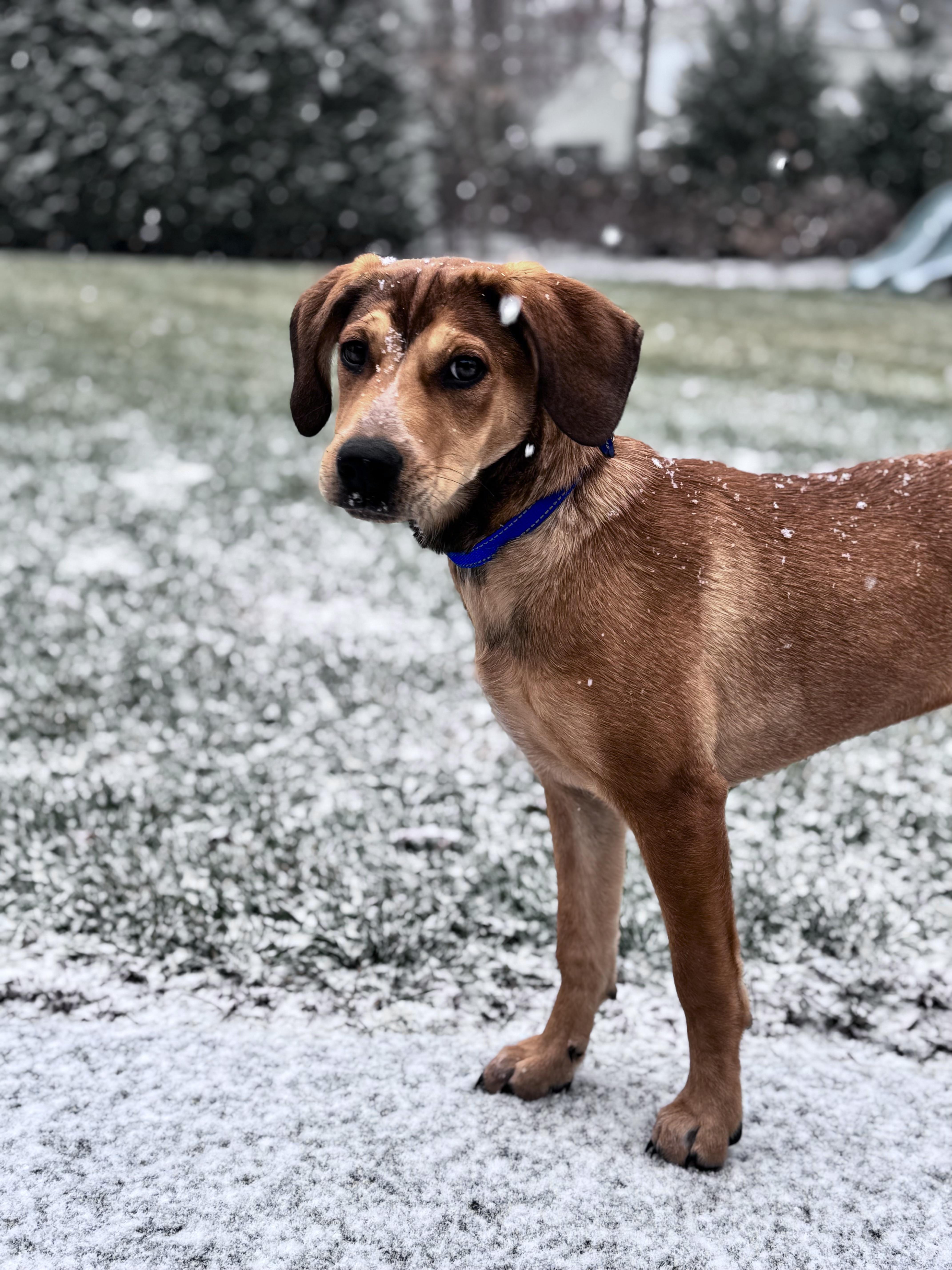 ABIGAIL, ADOPTABLE, Puppy Female Hound & Mixed Breed.