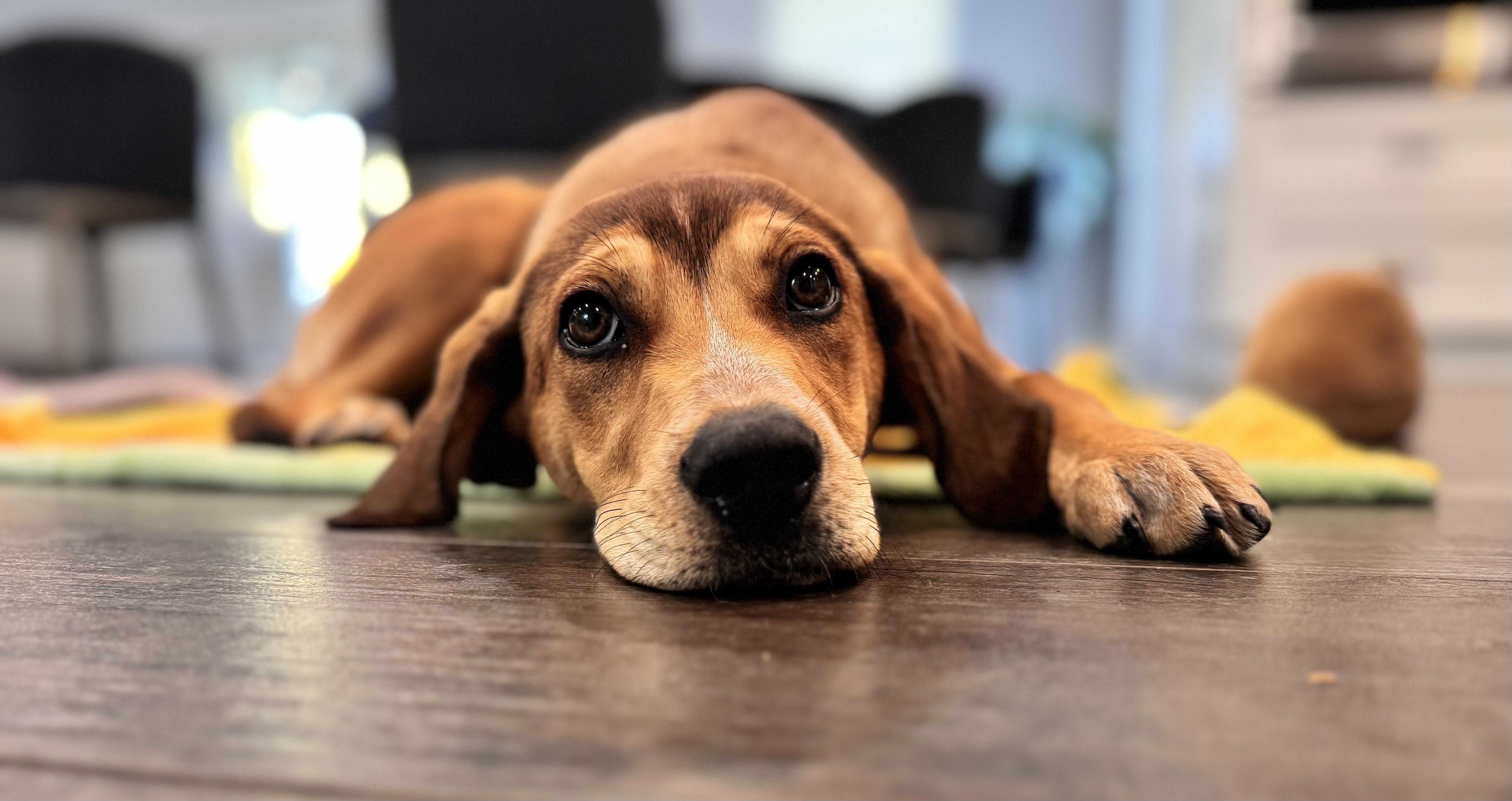 ABIGAIL, a ADOPTABLE mixed breed in Dumont, NJ image 4/6