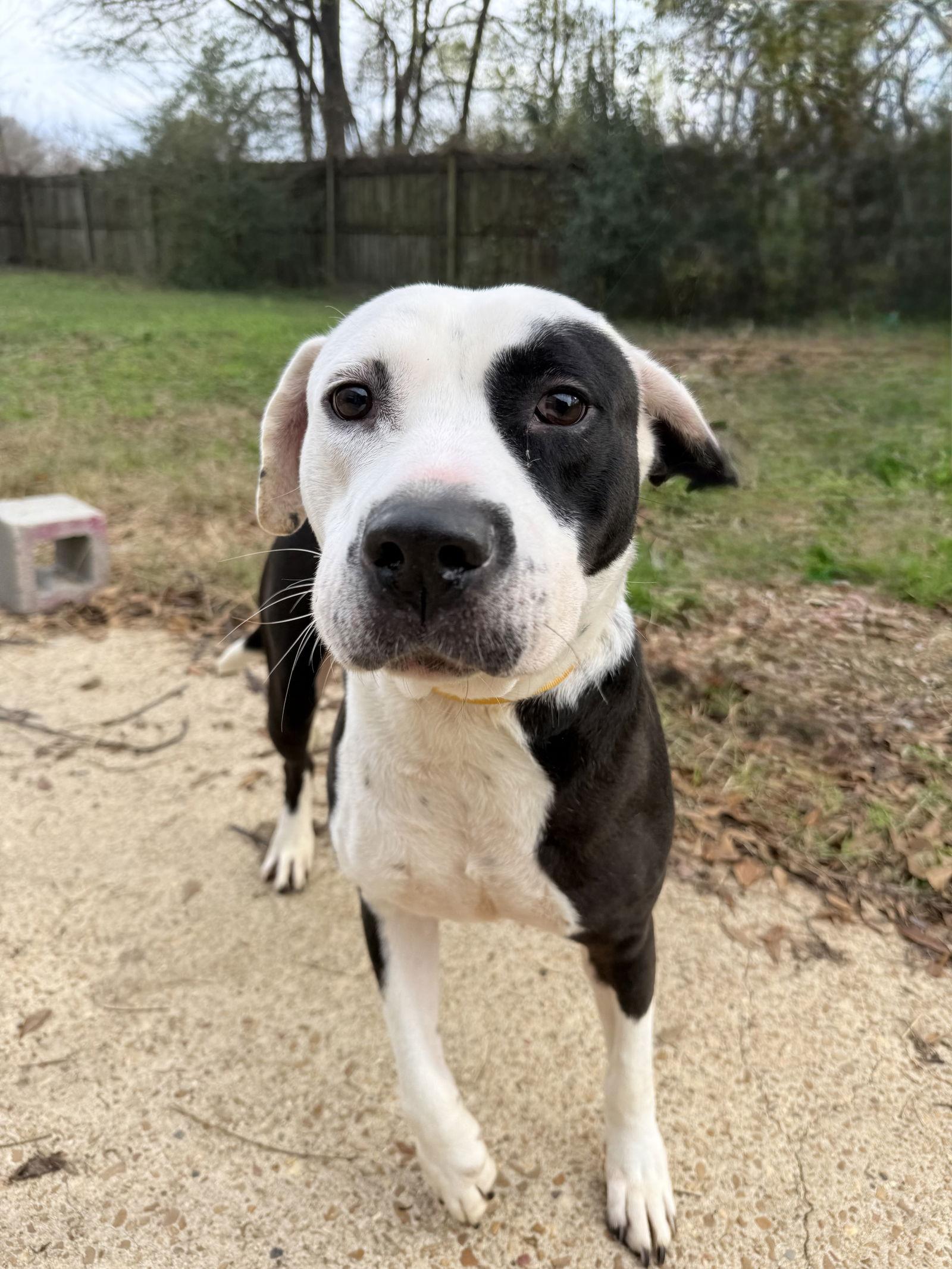 Earl — thumbnail 2