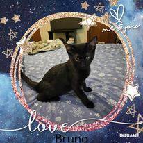 Bruno, Adopted, Young Male American Shorthair.