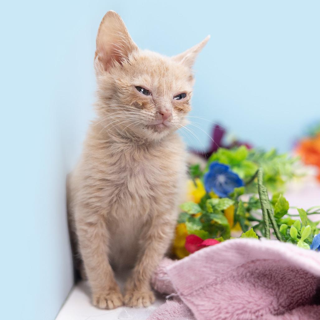 DJ Triangle Gerbil, Adoptable, Young Female Domestic Short Hair.