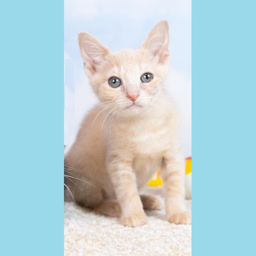 Enlarge DJ Triangle Gerbil, a Adoptable Domestic Short Hair in Durham, NC image 6/6