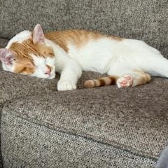 Enlarge Barney, a Adoptable Domestic Short Hair in Minneapolis, MN image 2/6