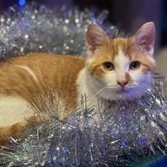 Enlarge Barney, a Adoptable Domestic Short Hair in Minneapolis, MN image 1/6