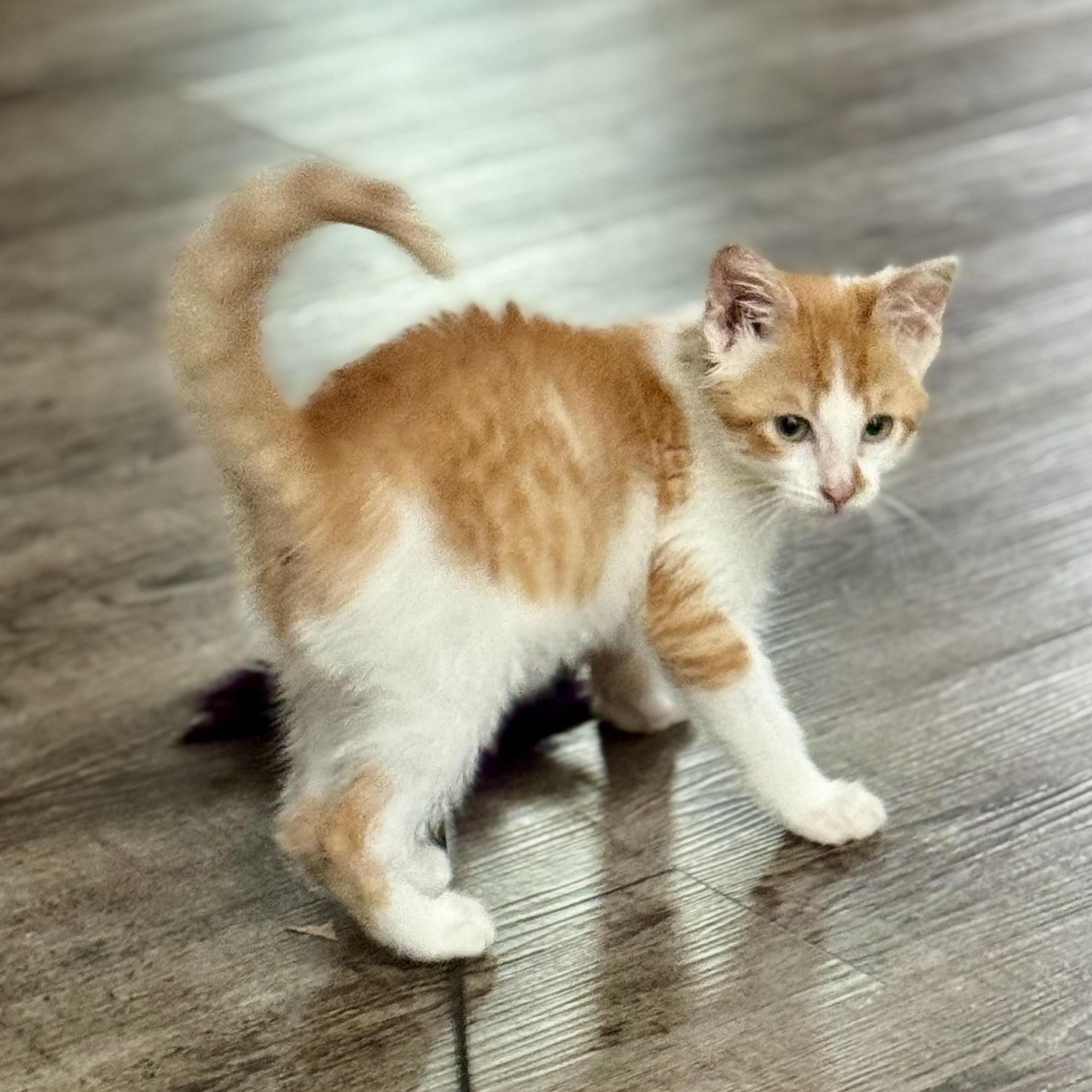 Enlarge Barney, a Adoptable Domestic Short Hair in Minneapolis, MN image 3/6