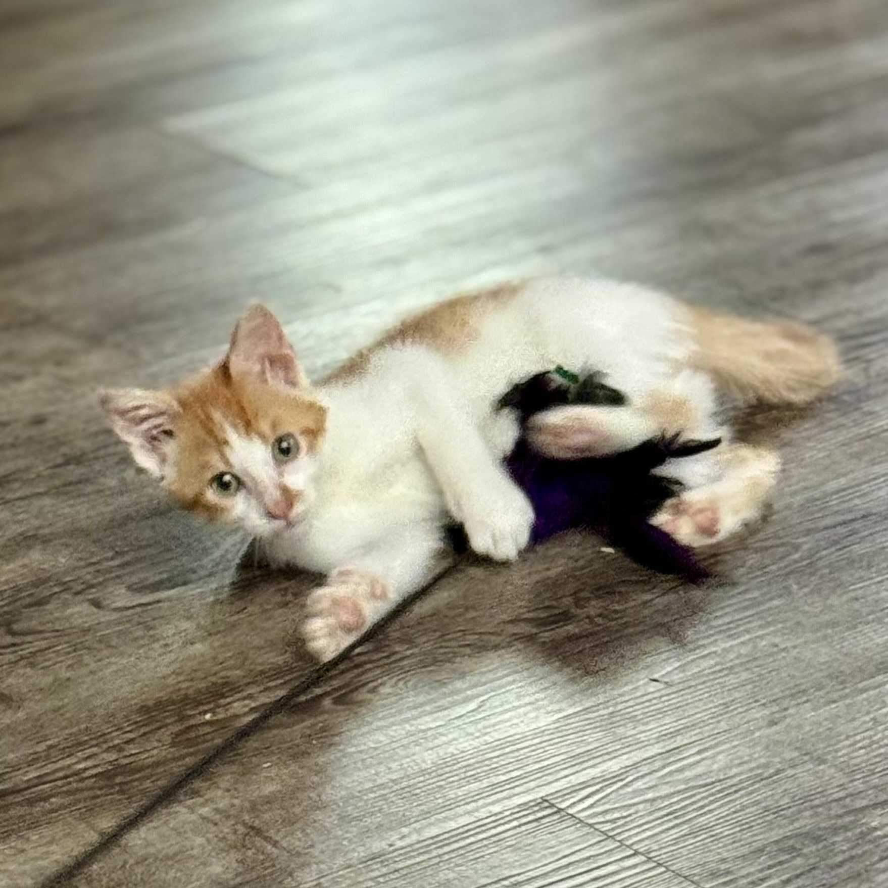 Enlarge Barney, a Adoptable Domestic Short Hair in Minneapolis, MN image 5/6