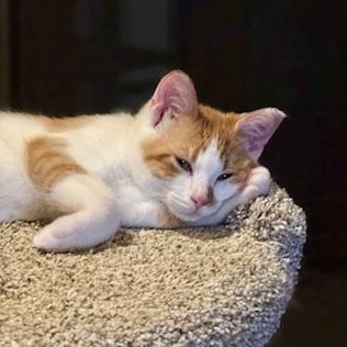 Enlarge Barney, a Adoptable Domestic Short Hair in Minneapolis, MN image 3/6