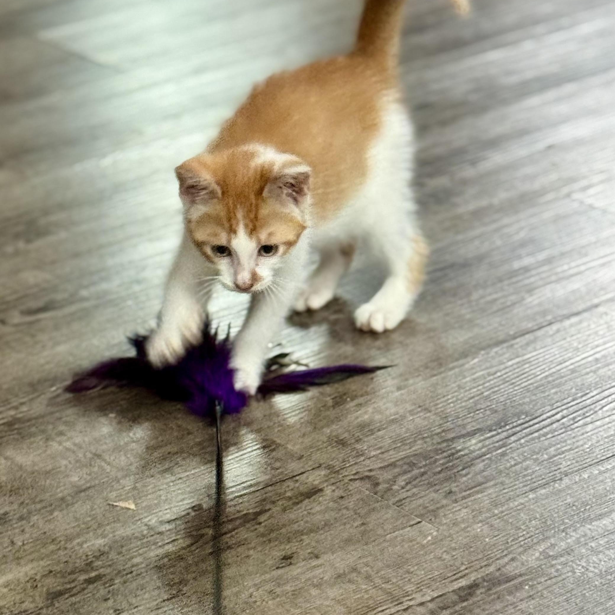 Enlarge Barney, a Adoptable Domestic Short Hair in Minneapolis, MN image 6/6
