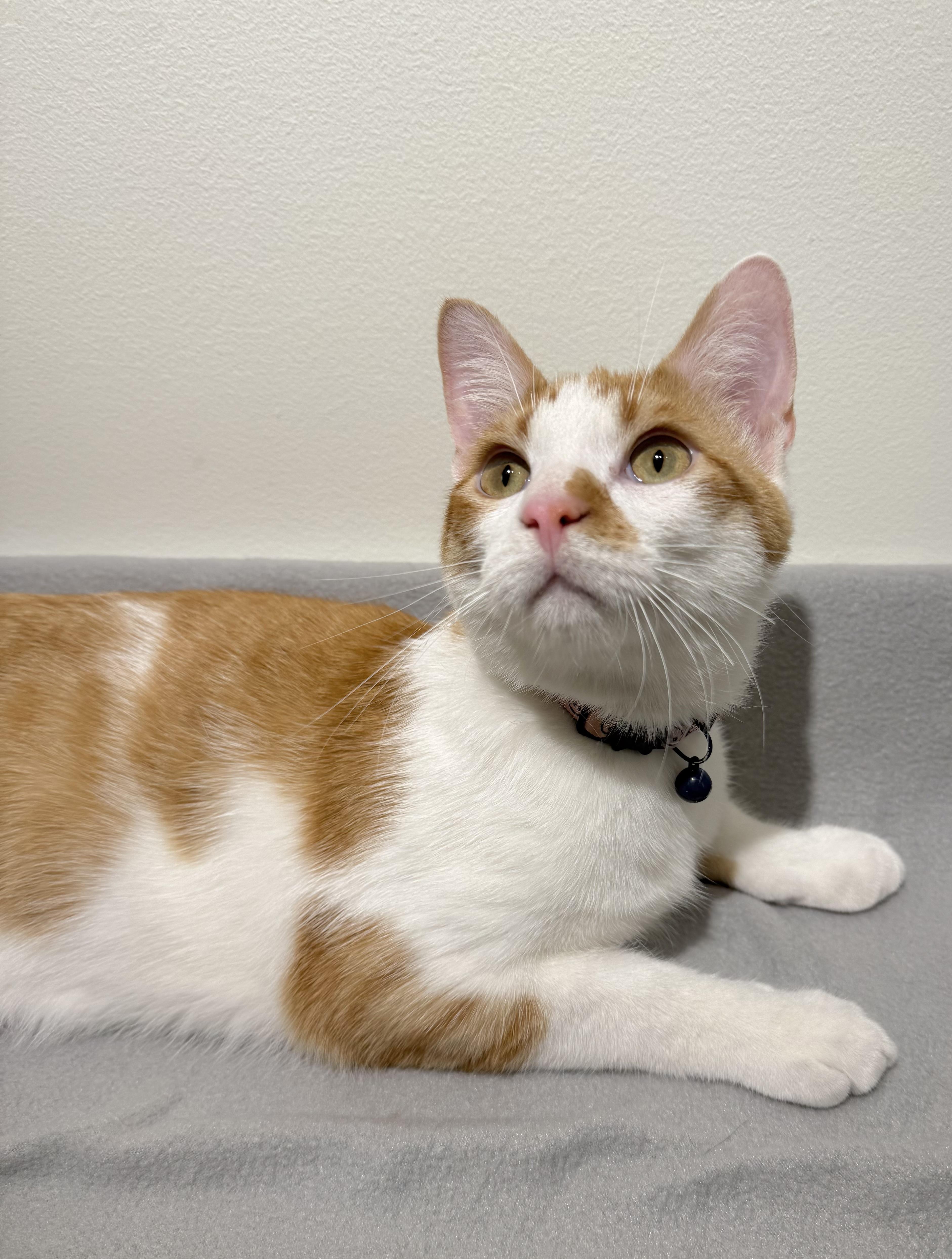 Barney, adoptable, Young Male Domestic Short Hair.