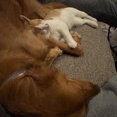 Enlarge Barney, a Adoptable Domestic Short Hair in Minneapolis, MN image 6/6