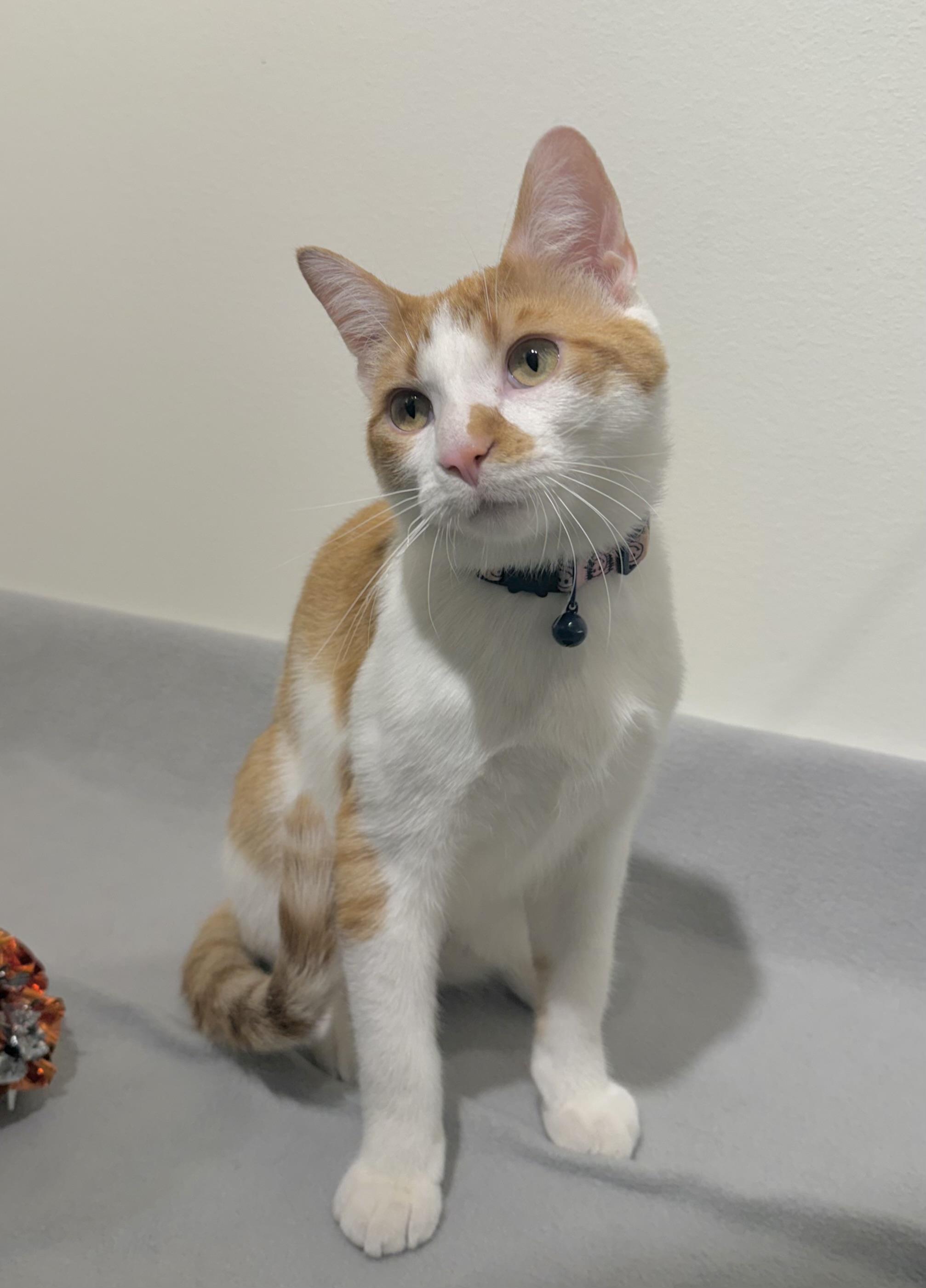 Enlarge Barney, an adoptable Domestic Short Hair in Minneapolis, MN image 6/6