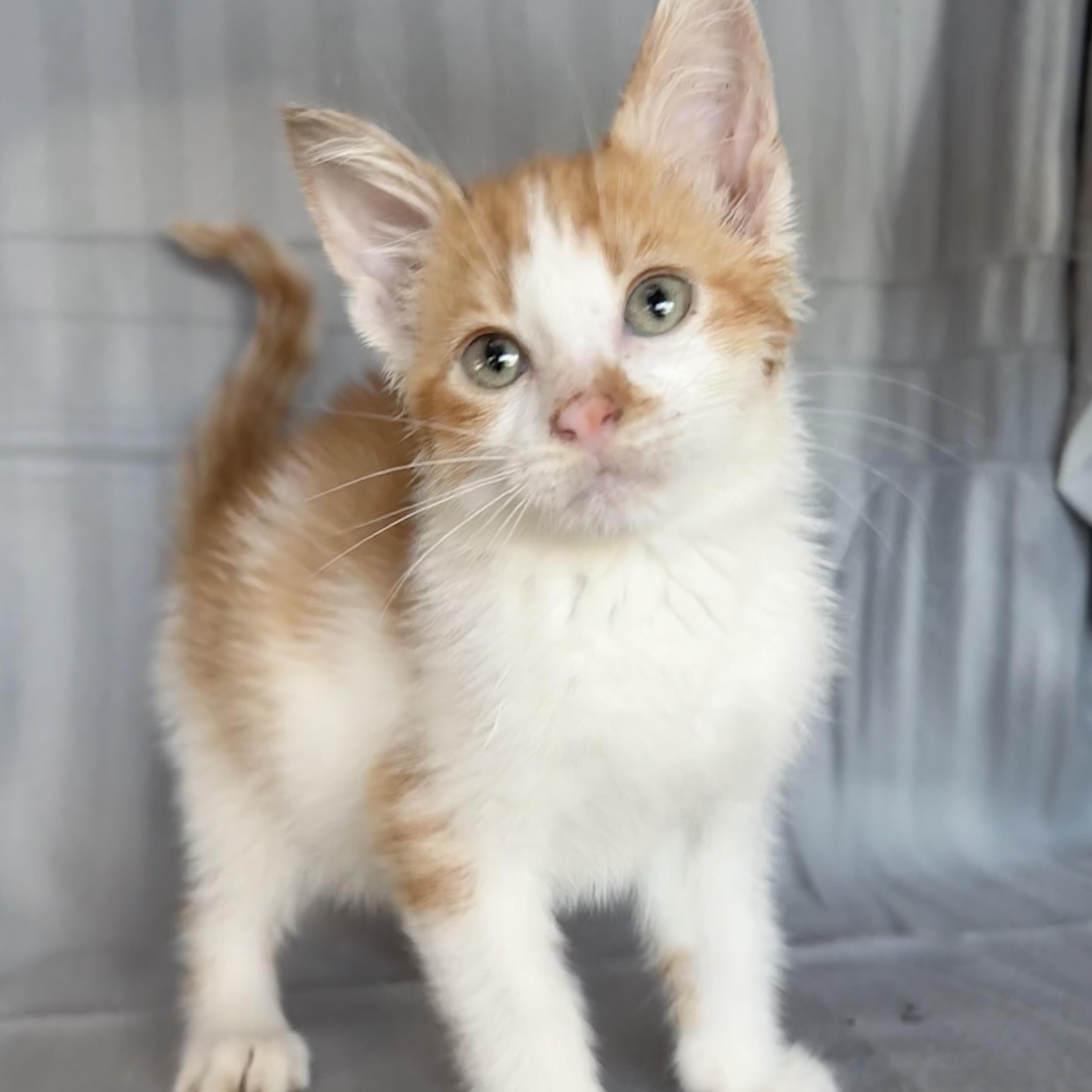 Enlarge Barney, a Adoptable Domestic Short Hair in Minneapolis, MN image 1/6