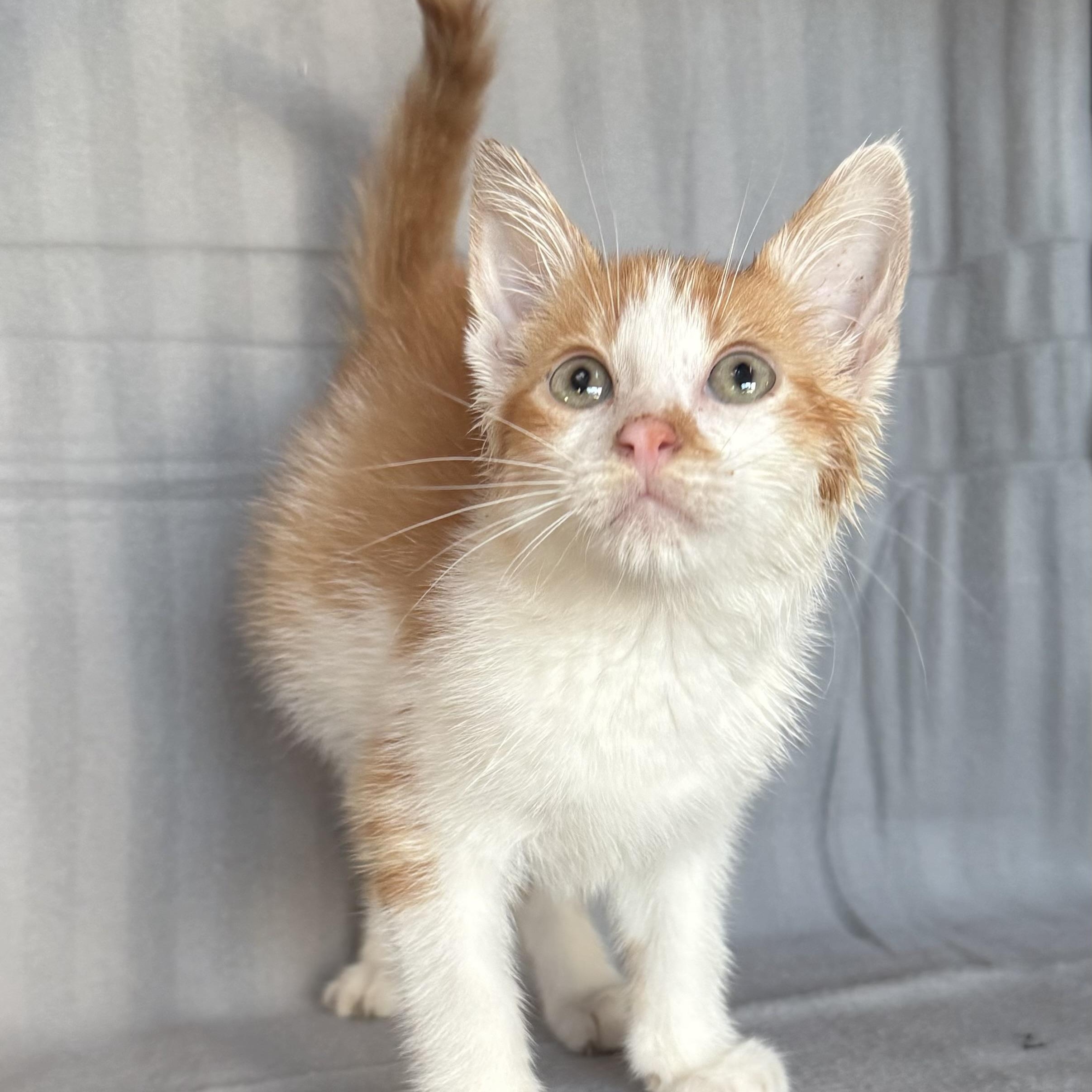 Enlarge Barney, a Adoptable Domestic Short Hair in Minneapolis, MN image 2/6