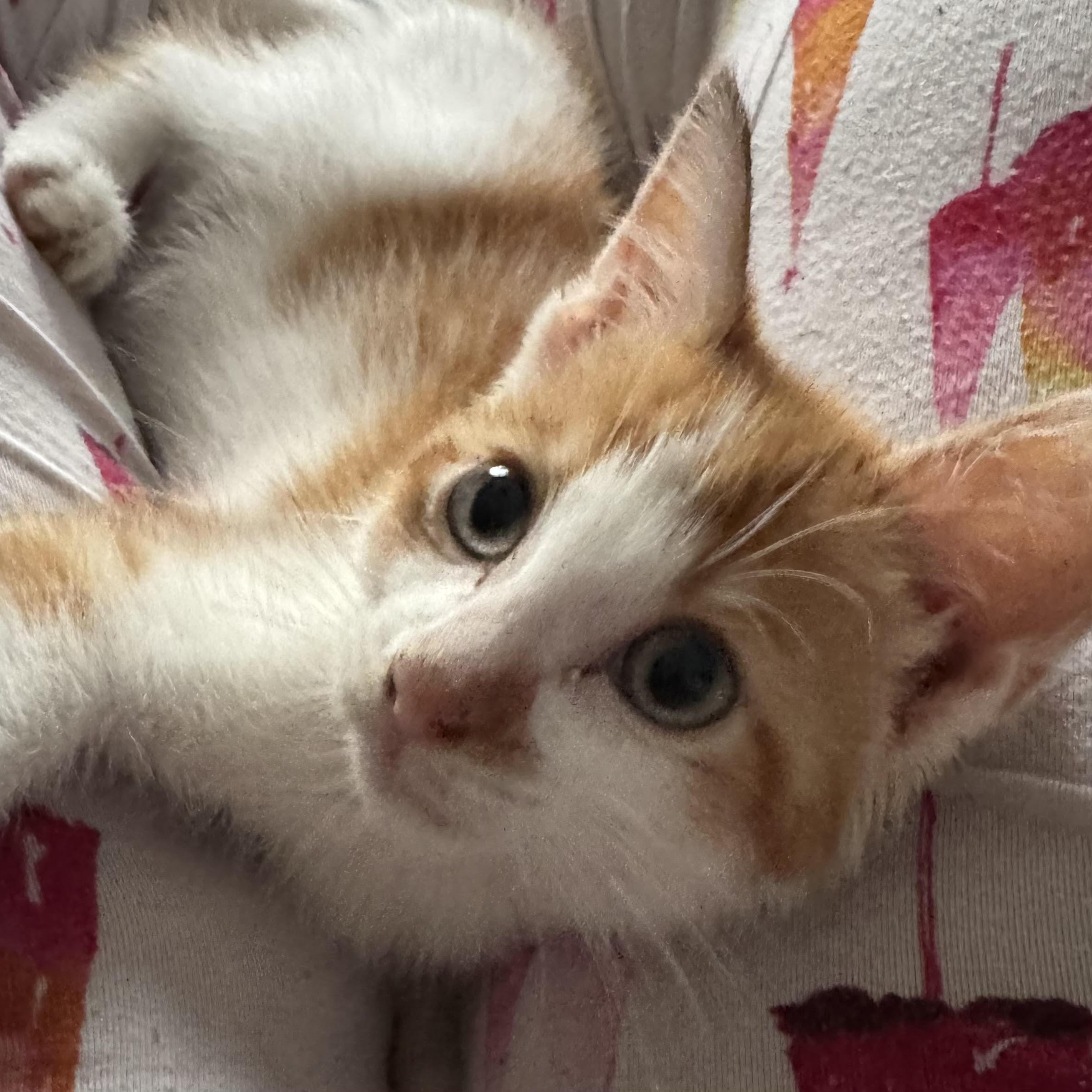 Enlarge Barney, a Adoptable Domestic Short Hair in Minneapolis, MN image 4/6